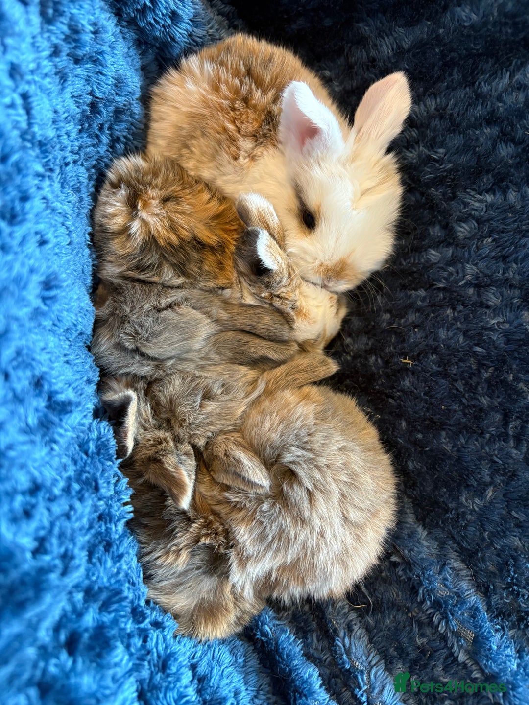 Mini Lop rabbits for sale: Pure Bred Mini Lop babies - Advert 39