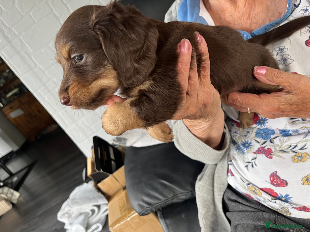 Dachshund dogs for sale: Stunning long haired miniature daxi puppies    - Image 8