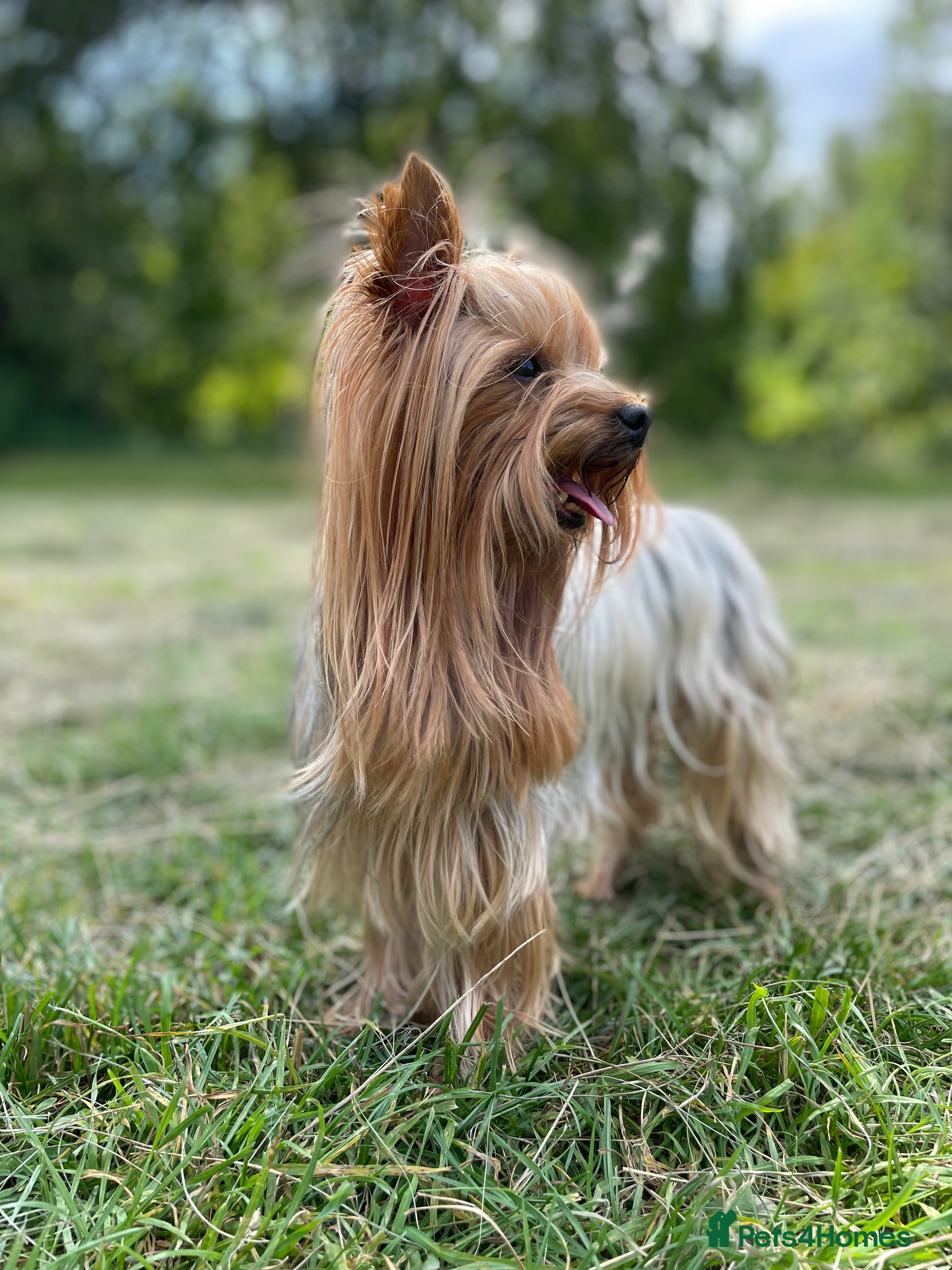 Yorkshire Terrier dogs KC STUD mini Yorkshire terrier for your Chihuahua in Caterham - Advert 3