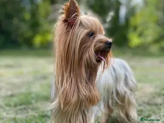 Yorkshire Terrier dogs KC STUD mini Yorkshire terrier for your Chihuahua in Caterham - Advert 7