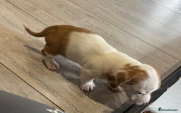 Chiweenie dogs for sale: 6 golden brown/whitecheweenies available  - Image 13