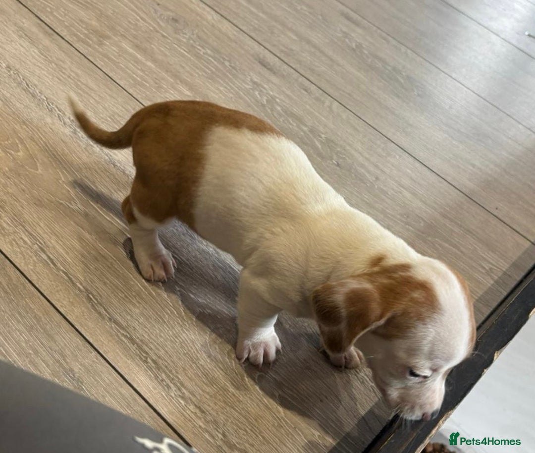 Chiweenie dogs for sale: 6 golden brown/whitecheweenies available  - Image 13