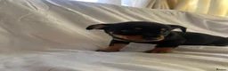 Jack Russell dogs for sale:  Jack Russell puppies for sale  - Advert 6