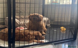 Cavapoo dogs for sale: 🐶🐩STUNNING MINIATURE CAVAPOO PUPPIES🐩🐶 - Image 11