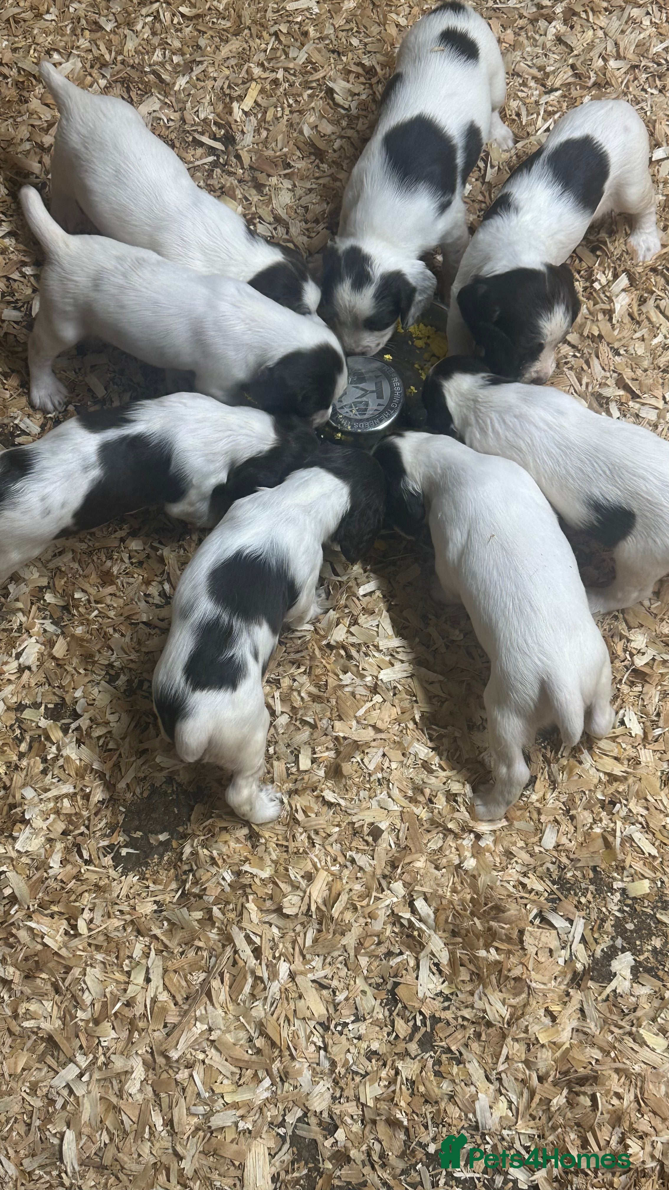 English Springer Spaniel dogs Working English Springer Spaniels  - Advert 6