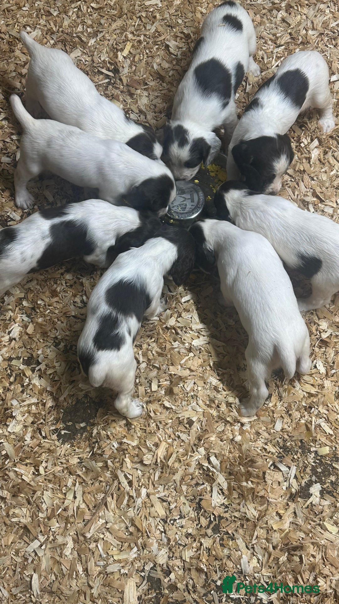 English Springer Spaniel dogs for sale: Working English Springer Spaniels  - Image 1