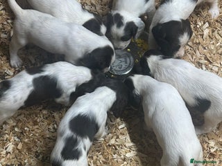 English Springer Spaniel dogs - Advert 5