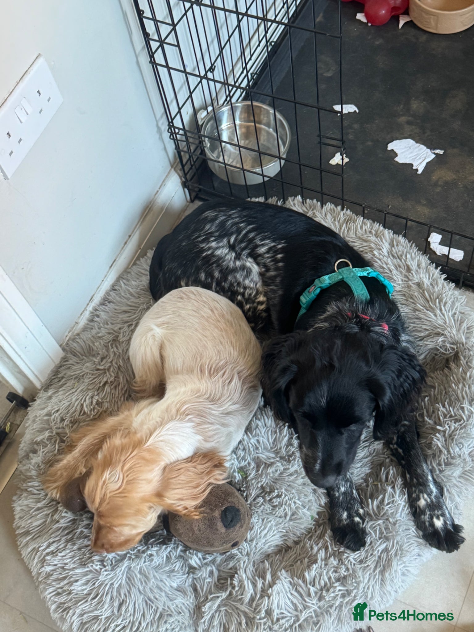 Cocker Spaniel dogs Girl show type boy working type  - Advert 1