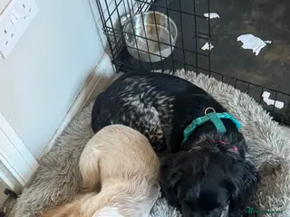 Cocker Spaniel dogs Girl show type boy working type - Advert 1