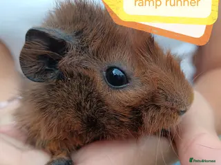 Guinea Pig rodents ♥️ Beautiful Abyssinian boy guinea pigs ♥️ - Advert 20