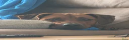 Rhodesian Ridgeback dogs for stud: Looking for a stud - Advert 3