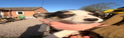 Border Collie dogs for sale: Lovely puppies for sale in Penrith - Advert 7
