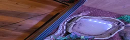 Python Snake reptiles for sale: Two ball pythons  - Advert 2