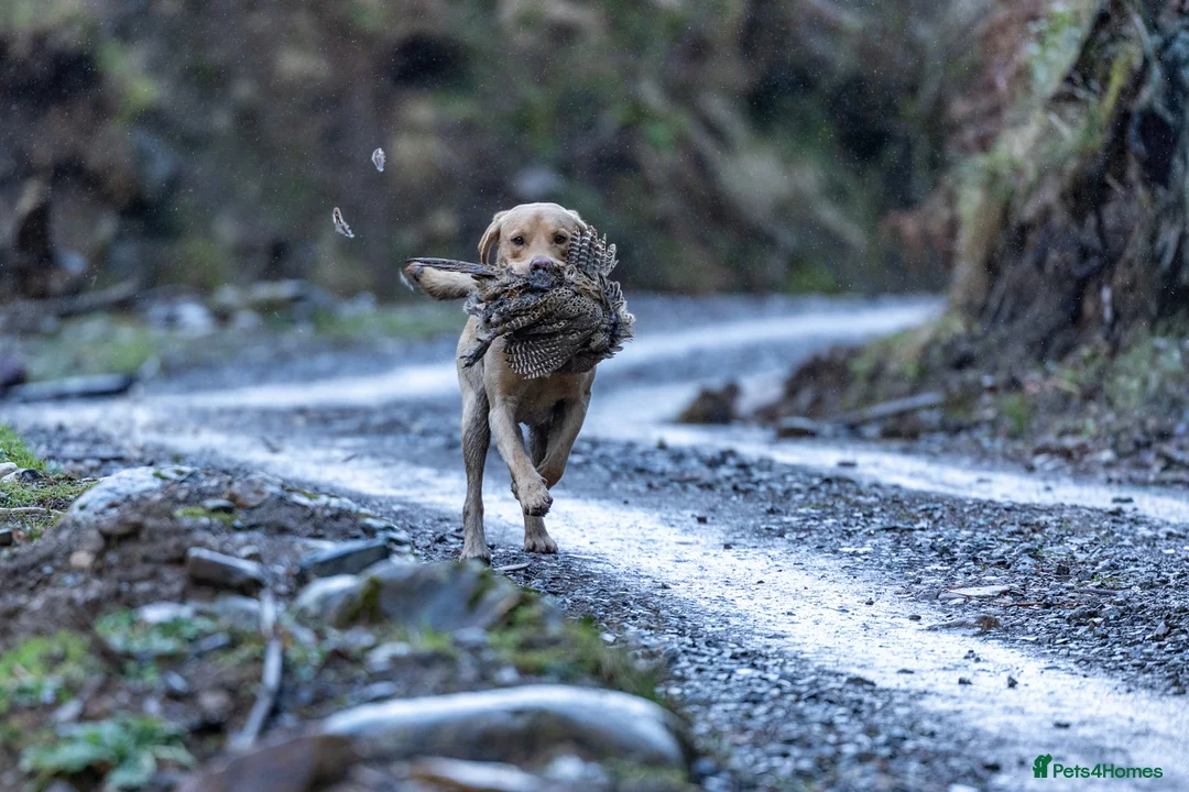 Labrador Retriever dogs for stud: FULLY HEALTH TESTED Yellow Lab for Stud - Advert 3