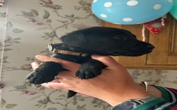 Labrador Retriever dogs for sale: Quality pedigreed Labradors for sale  - Image 3