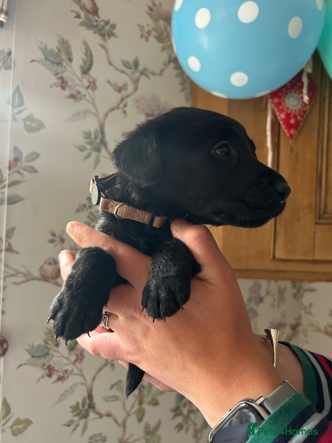 Labrador Retriever dogs for sale: Quality pedigreed Labradors for sale  - Image 3