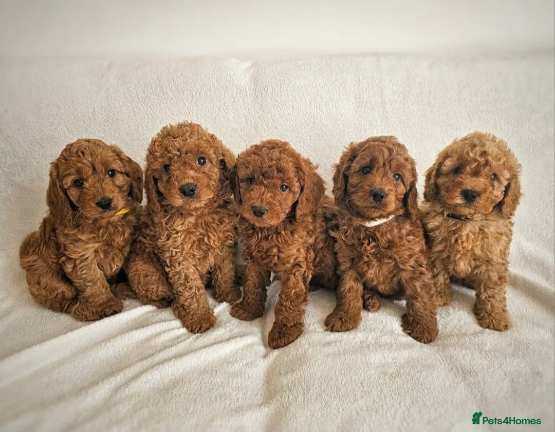 Cavapoo dogs for sale: STUNNING DEEP RED CAVAPOOS - Advert 1