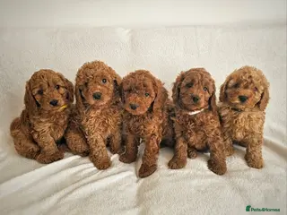 Cavapoo dogs STUNNING DEEP RED CAVAPOOS - Advert 12
