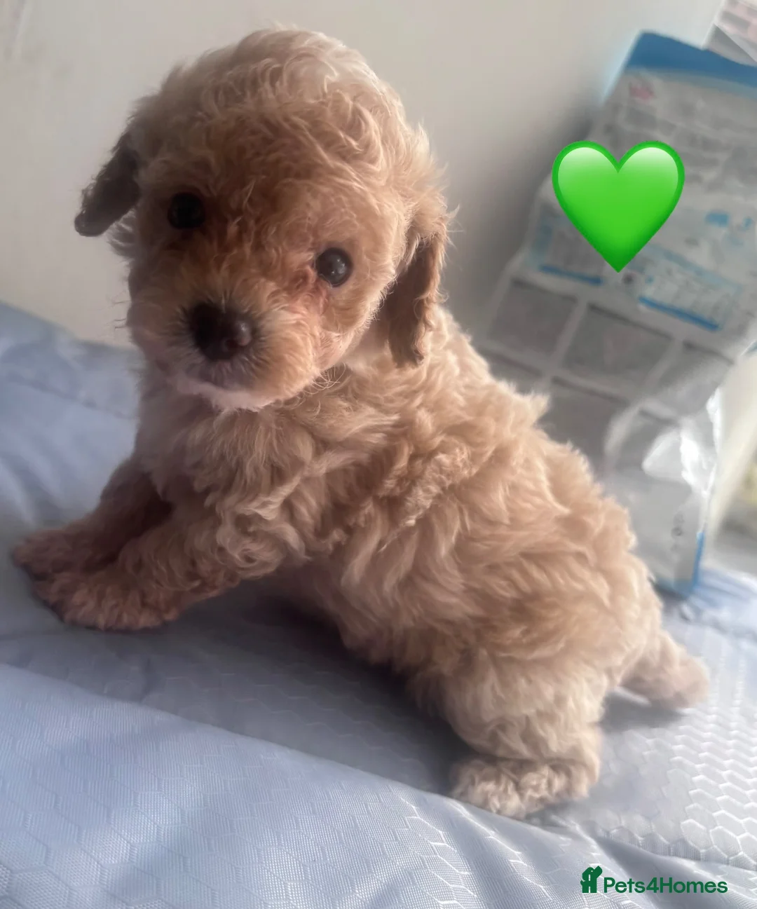 Cavapoo dogs for sale: Beautiful Cavapoo Puppies - Advert 1