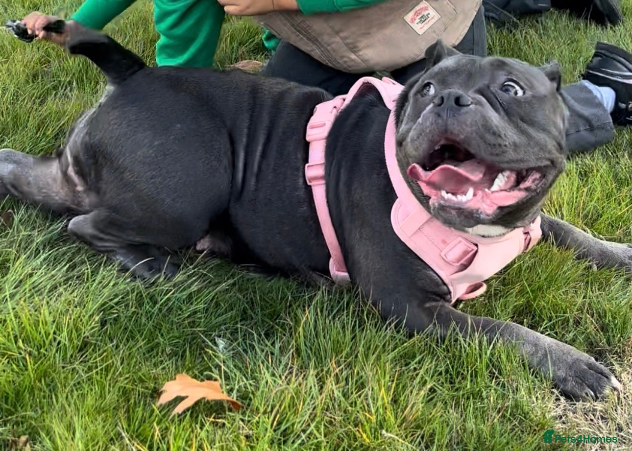 American Bully dogs for sale: Pocket bully puppies  - Advert 1