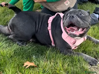 American Bully dogs Pocket bully puppies - Advert 9