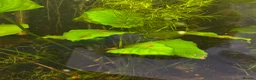 Shrimps fish for sale: Blue dream shrimp cherry and yellow  in Peterborough - Advert 6