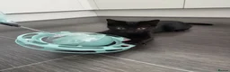 Mixed Breed cats for sale: Two female black kittens for sale in Littlehampton - Advert 6