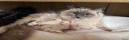 Ragdoll cats for sale: bi color ragdoll kittens - read ad - Advert 8