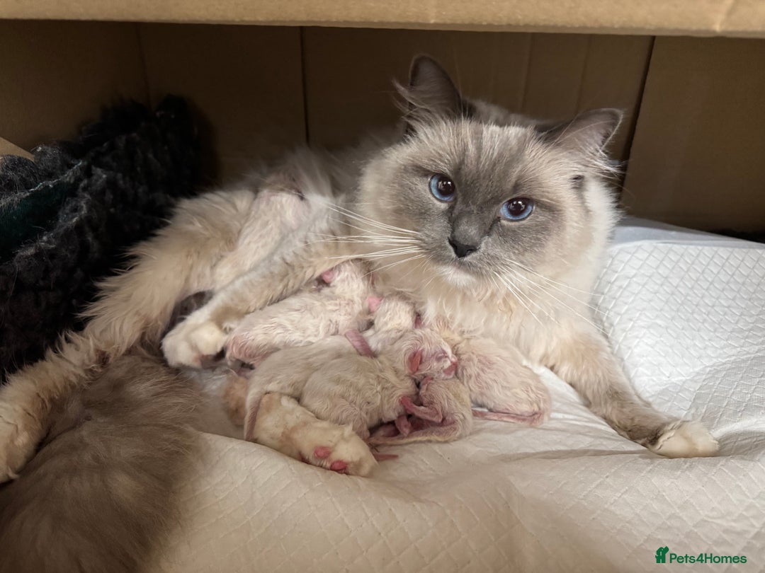 Ragdoll cats for sale: bi color ragdoll kittens - read ad - Advert 8
