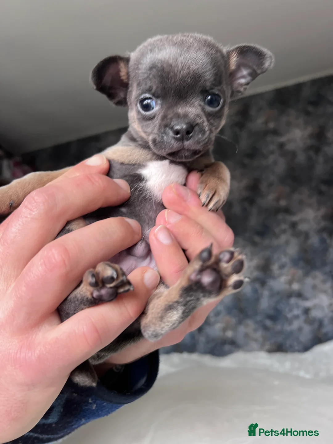 Chihuahua dogs for sale: Short coat chihuahuas available 🐾💓🐶 - Advert 16