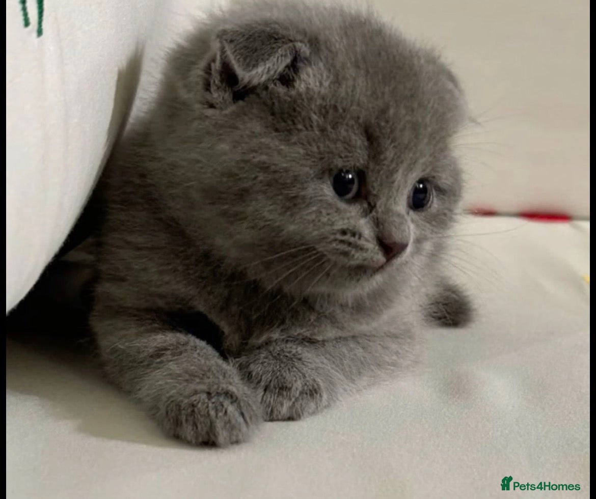 British Shorthair cats for sale: British shorthairs  - Advert 2