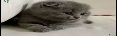 British Shorthair 5