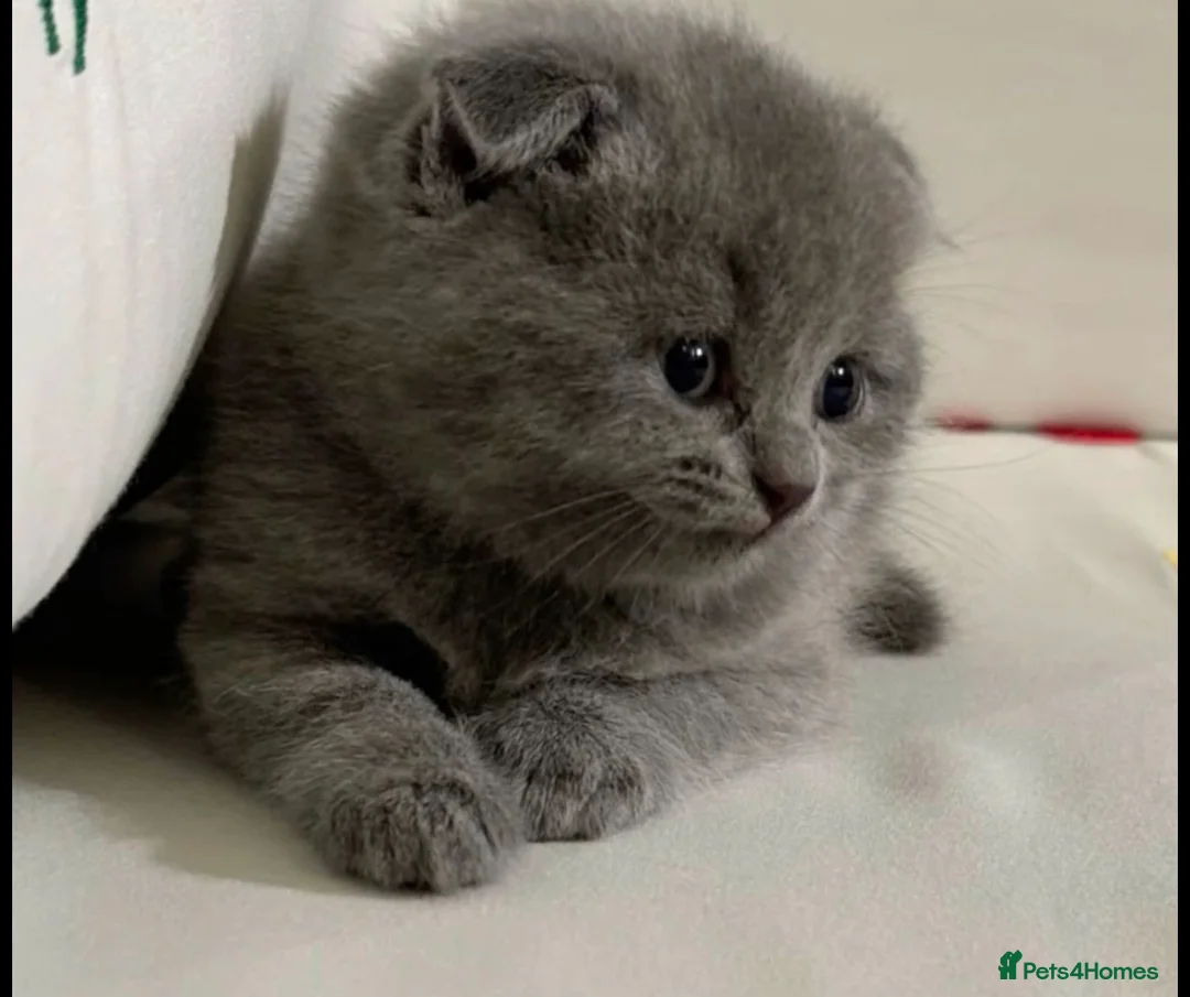 British Shorthair cats for sale: British shorthairs  - Advert 2