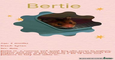Hamster rodents - Advert 12