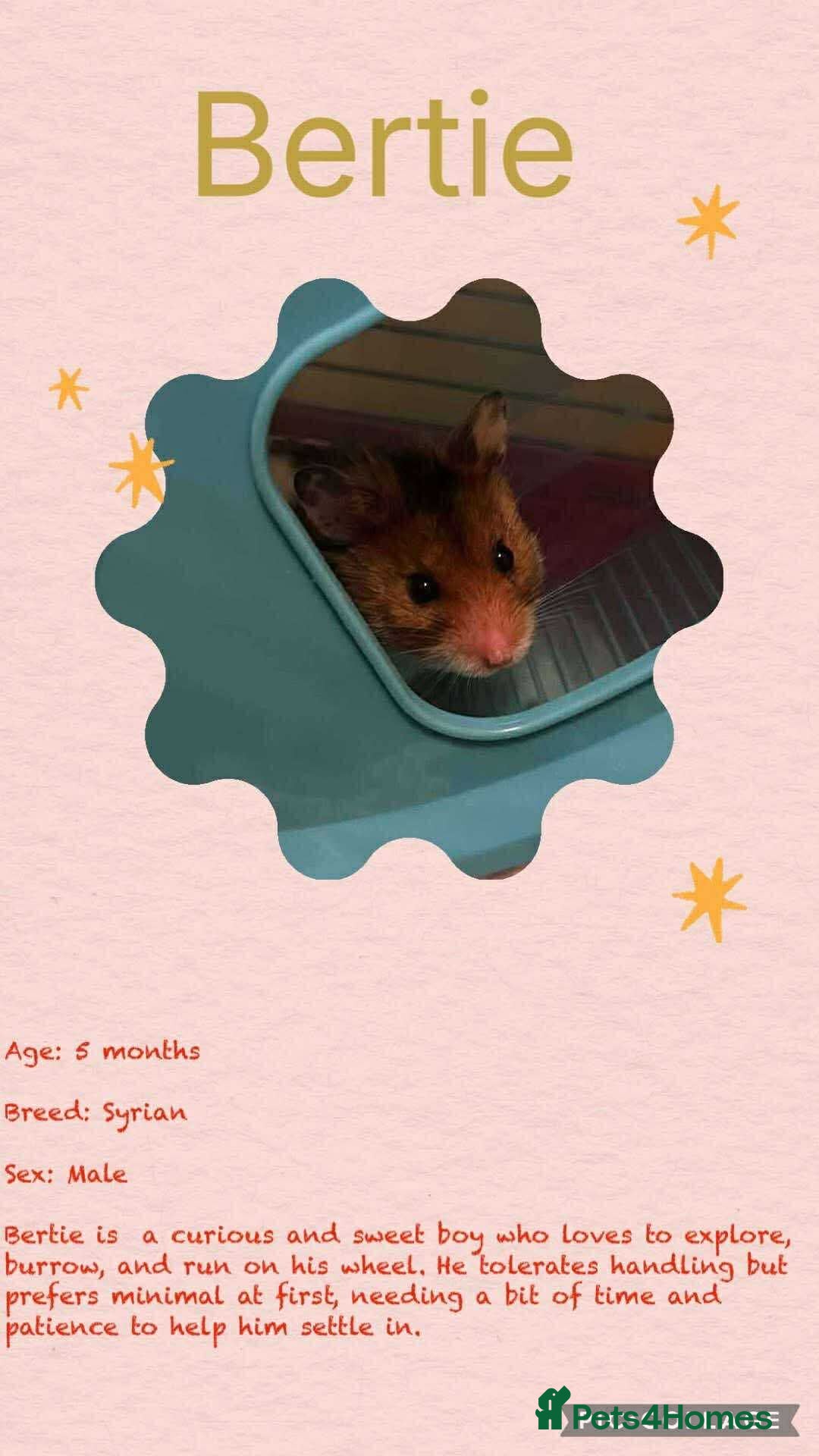 Hamster rodents for sale: Hamster - Image 2
