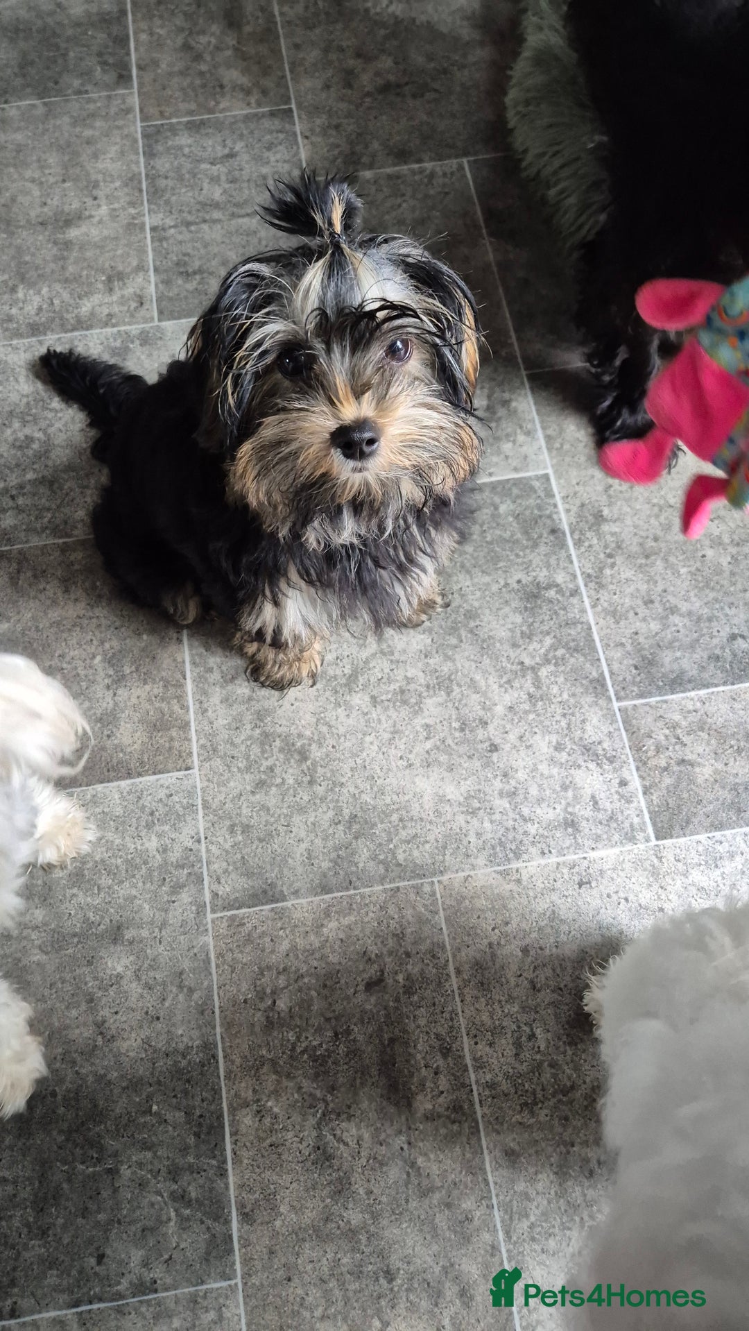 Yorkshire Terrier dogs for sale: Yorkshire terrier  - Advert 5