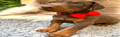 Dobermann 1