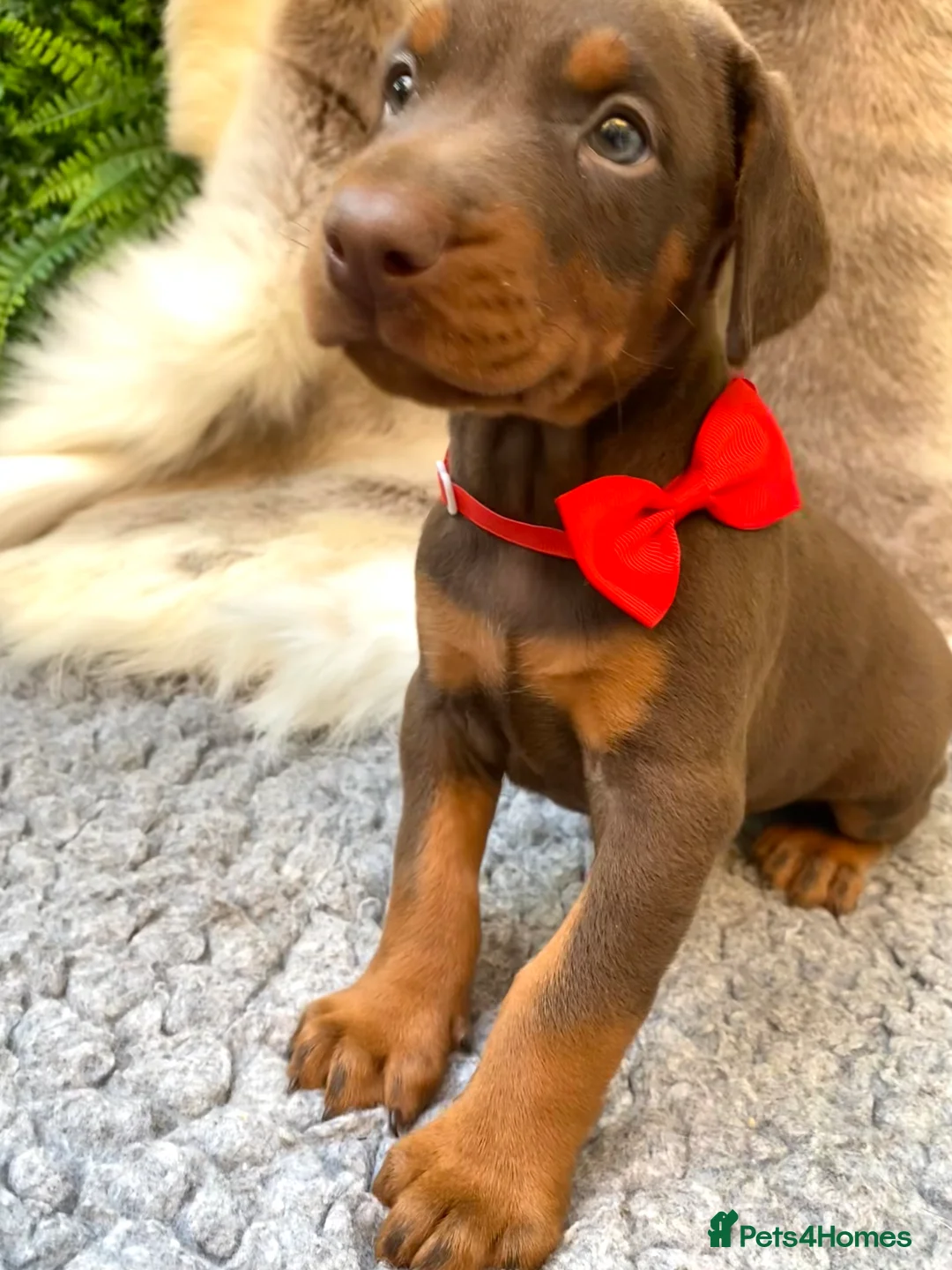Dobermann dogs for sale: KC REG HEALTH TESTED EUROPEAN DOBERMAN PUPPIES - Advert 40