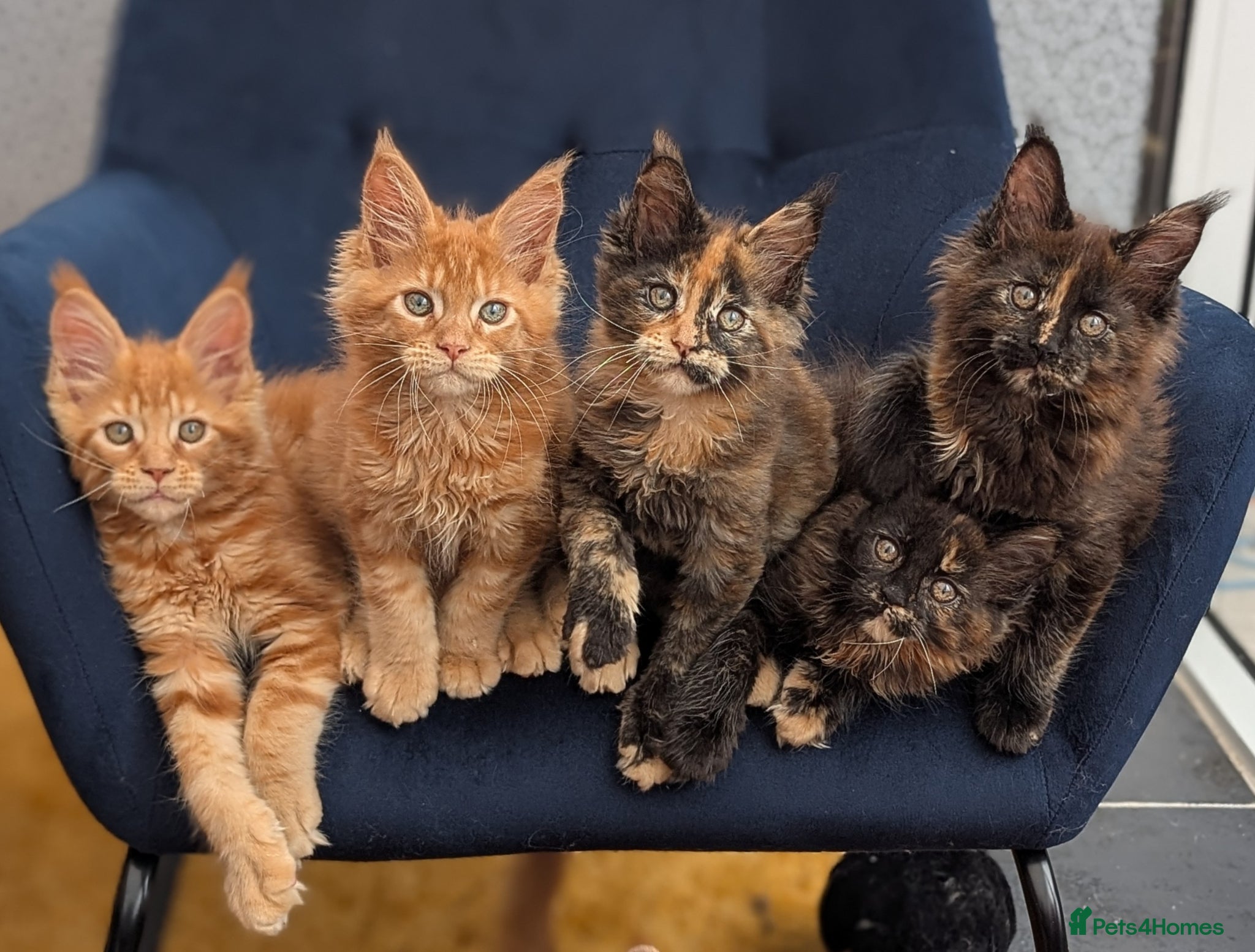 Maine Coon cats Tica Registered Maine coon kittens - Advert 2