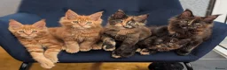 Maine Coon cats for sale: Tica Registered Maine coon kittens - Advert 3