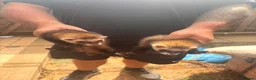 Ferret rodents for sale: 2 Female Ferrets – Working Stock in Hemel Hempstead - Advert 3