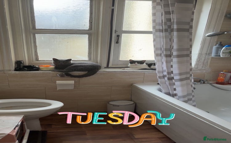 British Shorthair cats - Advert 1