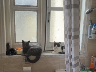 British Shorthair cats Maya - Advert 14