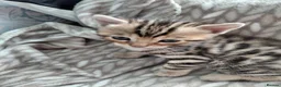 Bengal cats for sale: Pure Bengal kittens for sale - Advert 8