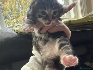 Mixed Breed cats Mixed breed kittens - Advert 6