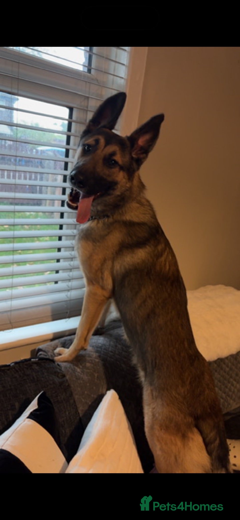 German Shepherd dogs REHOMING our beautiful boy - Advert 1