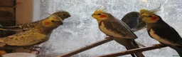 Cockatiels birds for sale: Young Cockatiels  - Advert 17