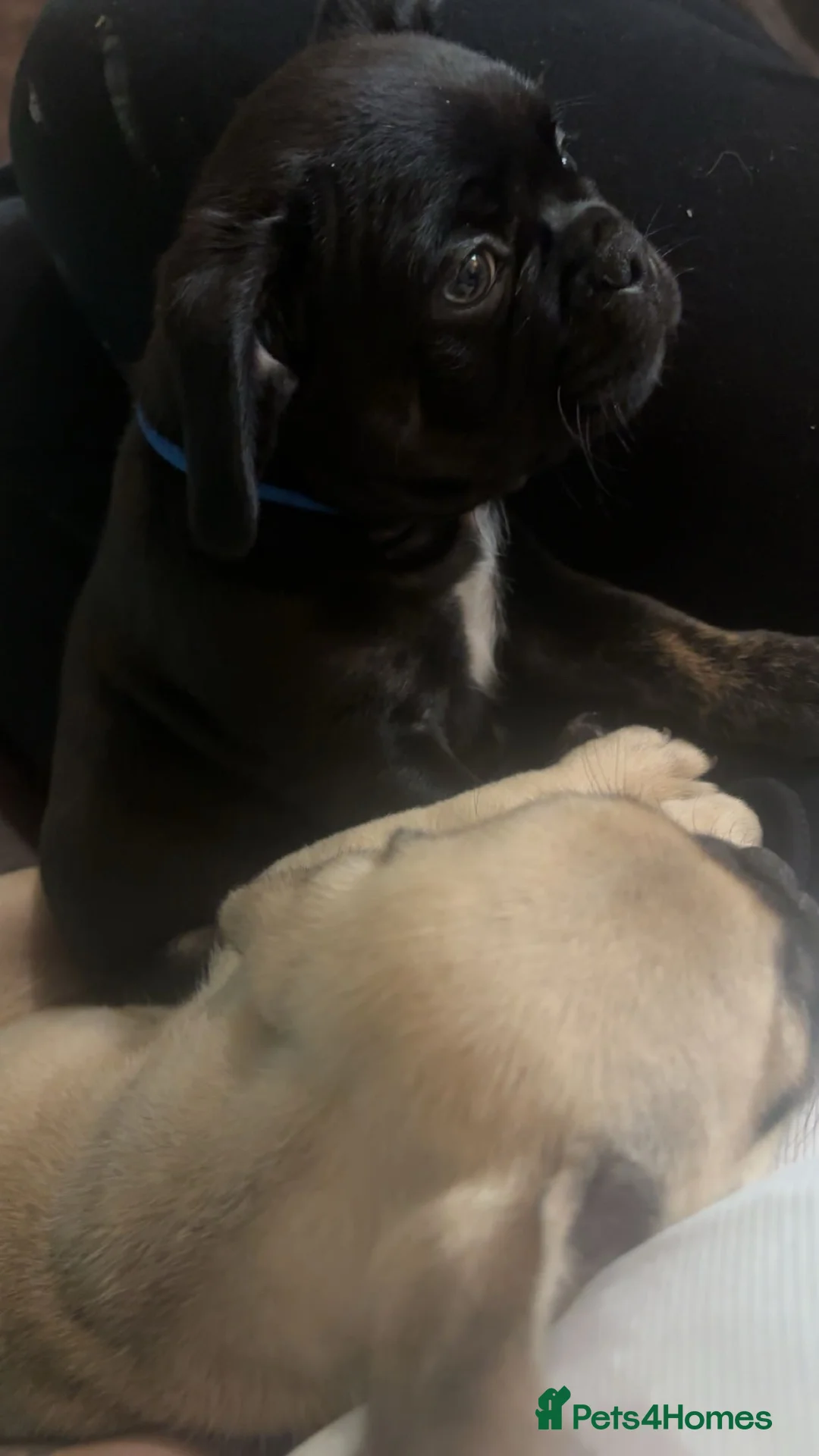 Frug dogs for sale: Male and female frug puppies  - Advert 1
