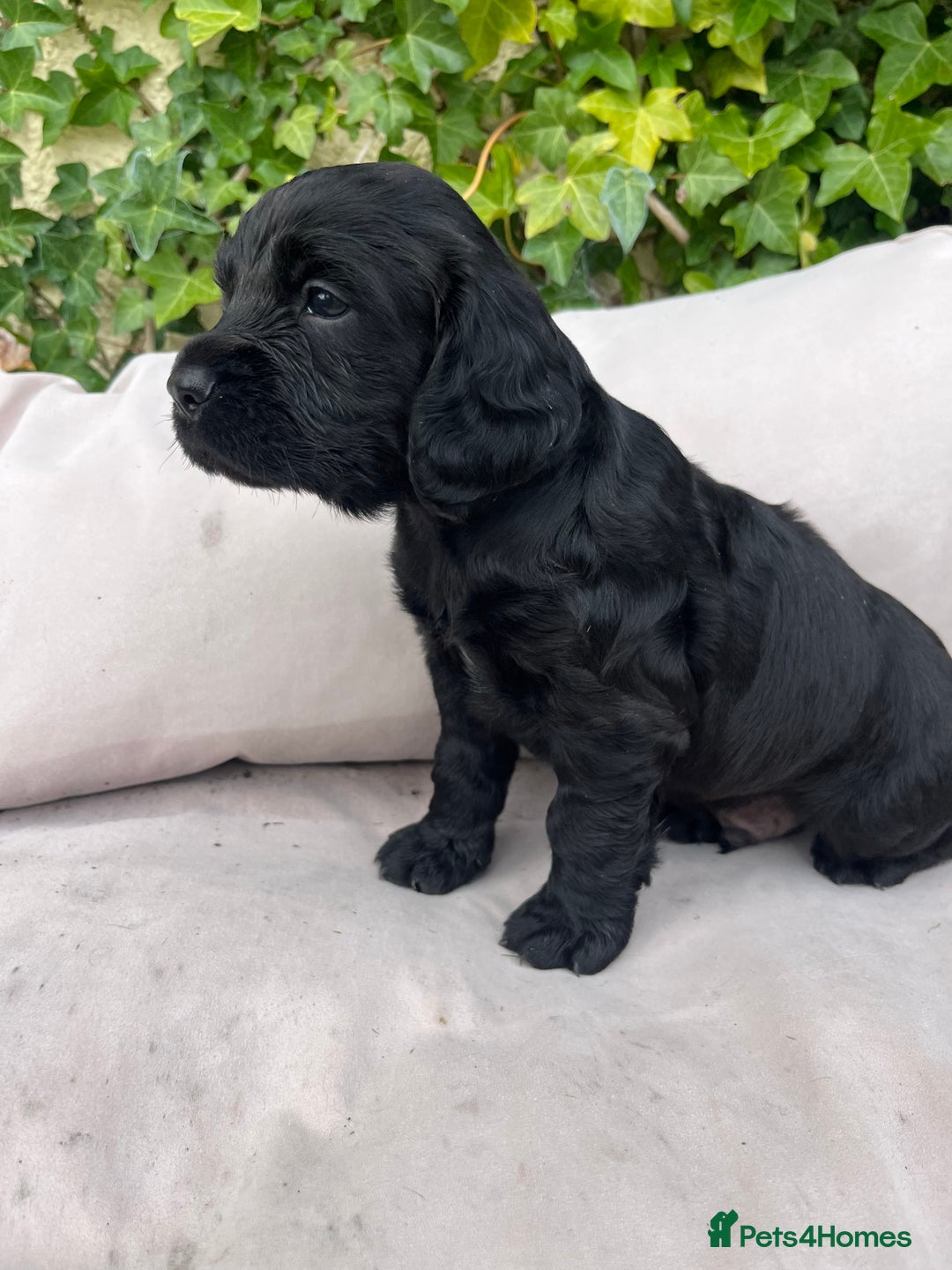 Cocker Spaniel dogs for sale: Working cocker spaniel puppies - Image 4