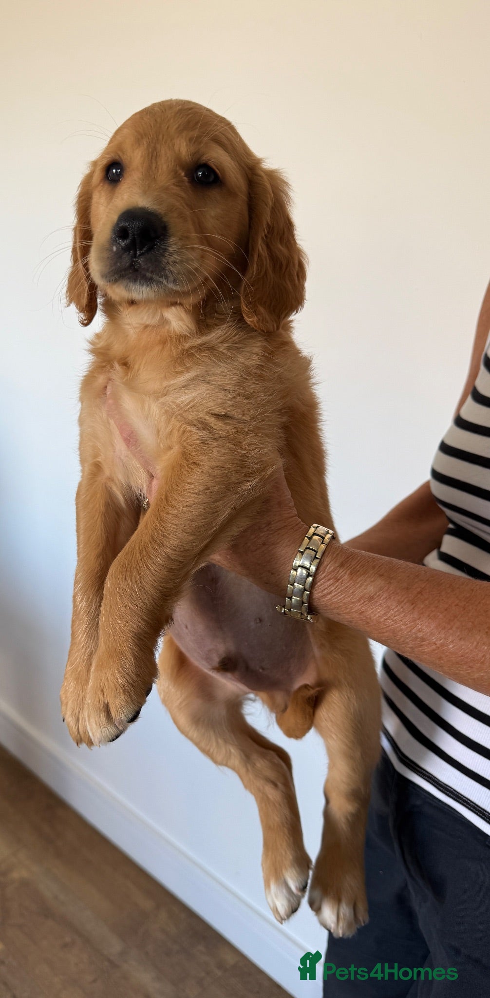 Golden Retriever dogs Stunning kc reg golden retriever puppies  - Advert 1